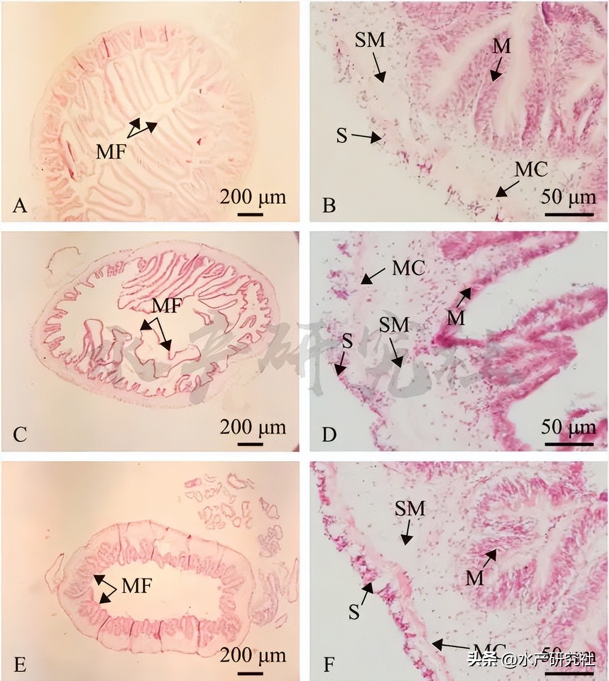 刺参营养价值和功效,刺参的营养成分分析