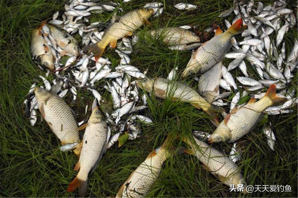 野钓上鱼最佳因素,怎么钓大鱼避免小鱼闹窝