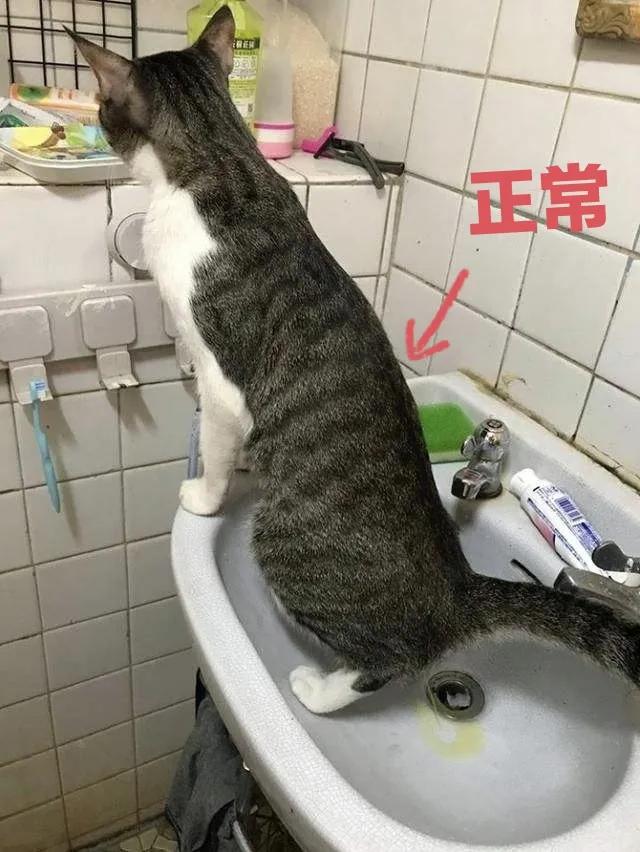 猫咪得了尿闭最快的解决办法,猫咪尿闭后尿失禁会持续多久