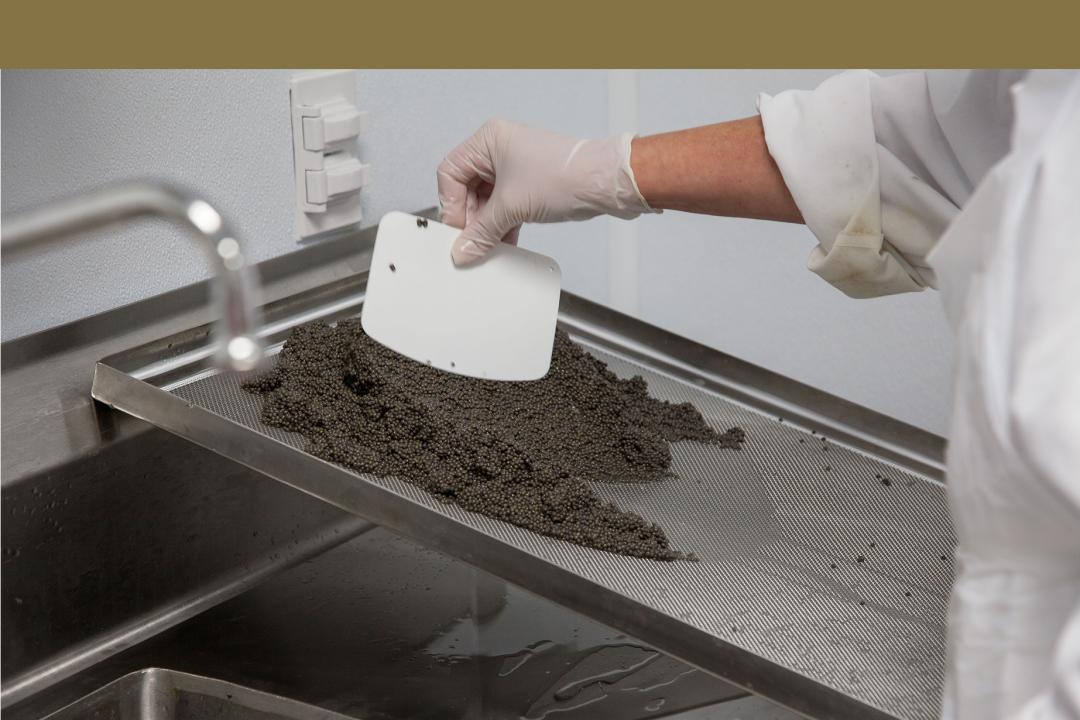 鱼籽酱的阶层跃升拯救了鲟鱼，但人类真的能「支配自然」吗？