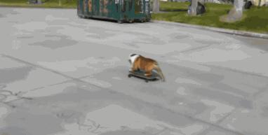 新手养狗适合养哪种小型犬,新手养狗适合养的小型犬