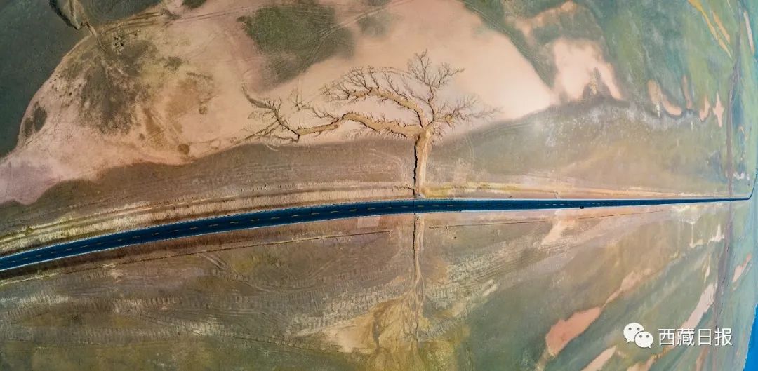 西藏的世界之树,西藏最大的大地之树