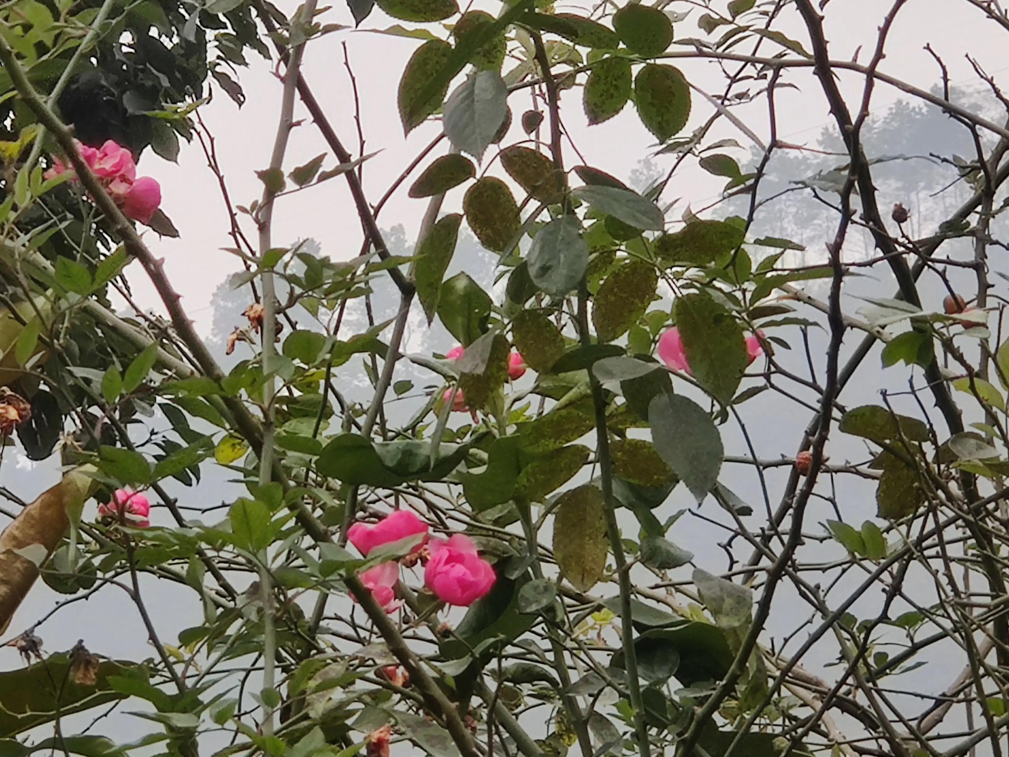 美味柴火鸡铁锅炖,美味柴火鸡汤