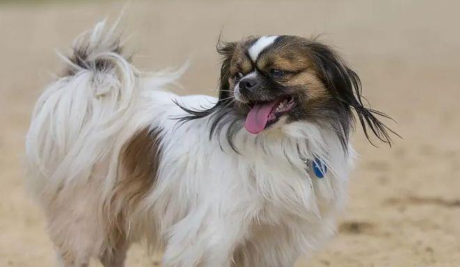 《失犬*藏西**老兵与神秘圣僧的相遇》