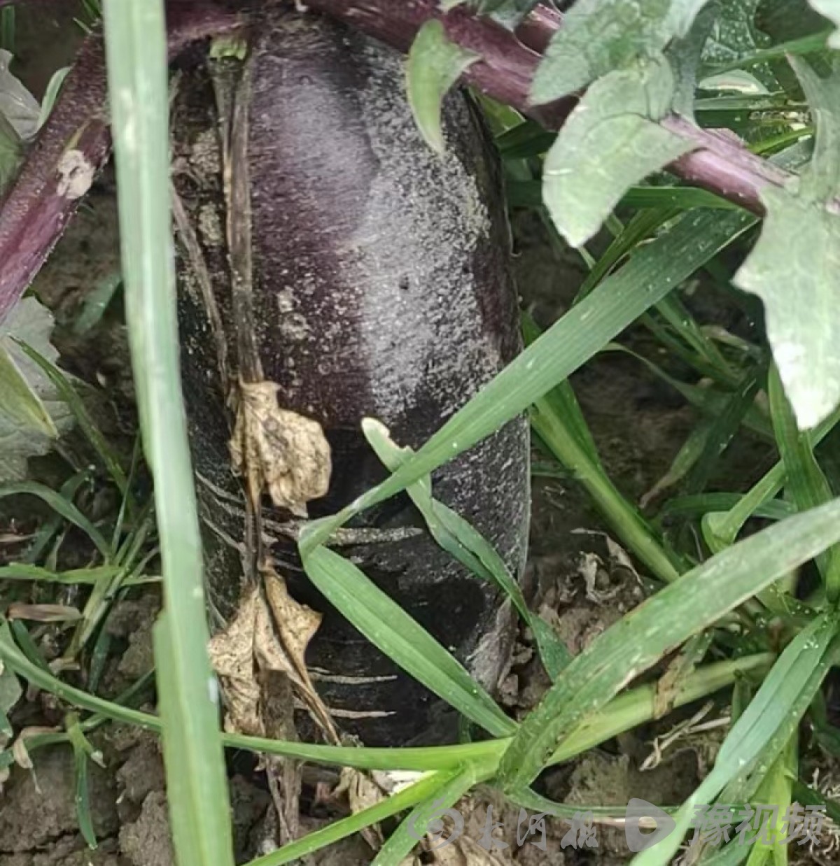 贫困户萝卜滞销案例,河南信阳萝卜滞销