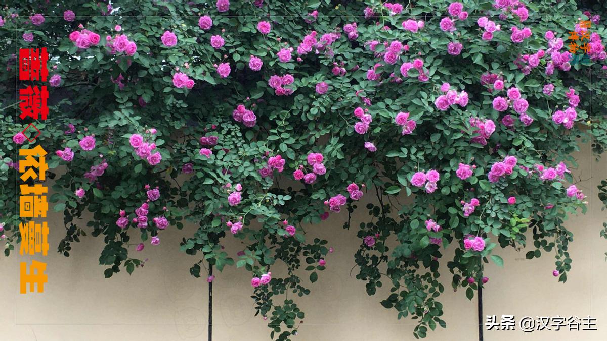 国家植物园游览掠影,走进国家植物园南北月季花海