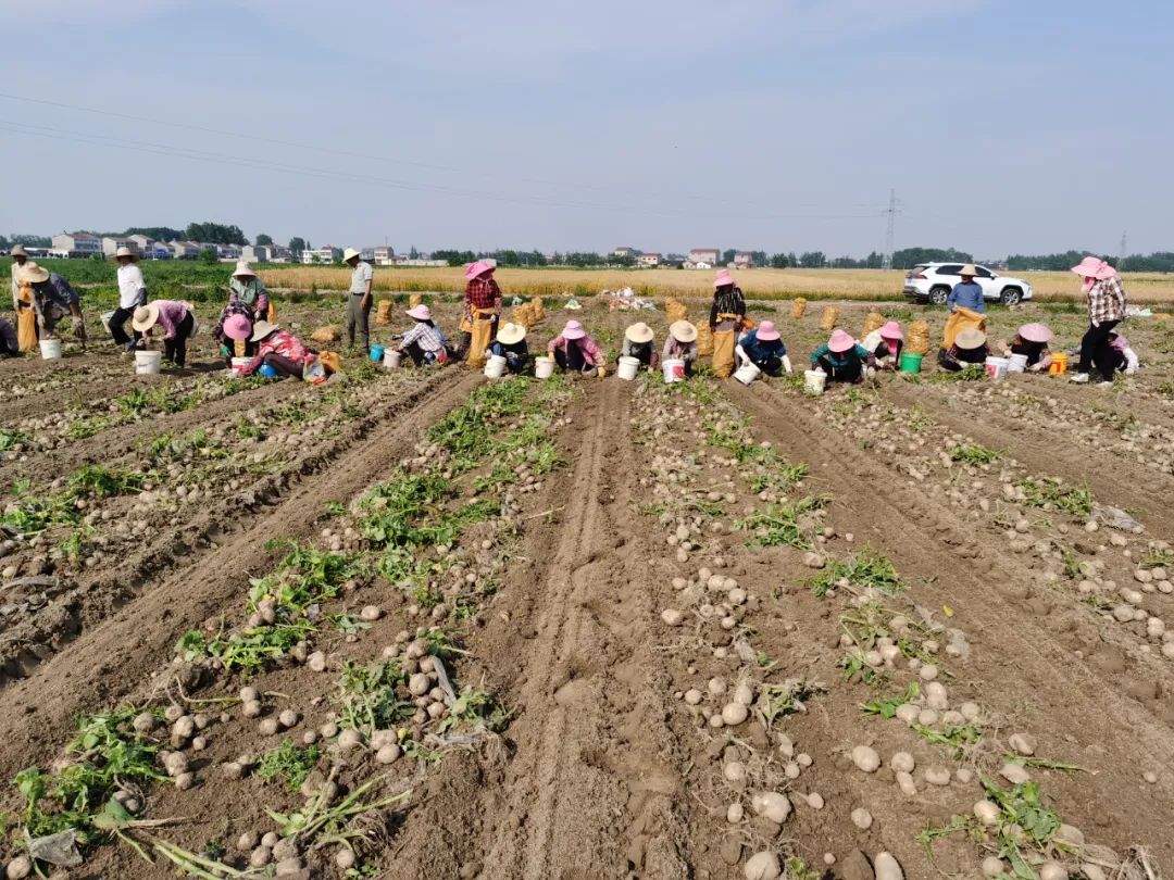 一只薯种出万元田！“*党**建+特色农业”让资源贫乏村“点”亮“薯”光大道