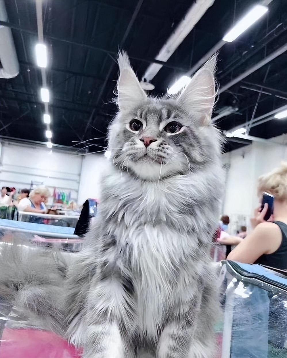 不管多有钱这几种猫不建议养,再有钱也不要养这五种猫