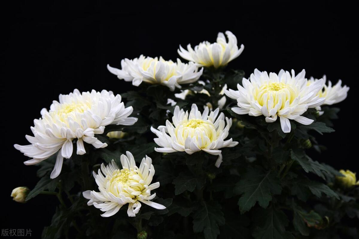 送礼能送五样有讲究吗,送礼物的十大讲究