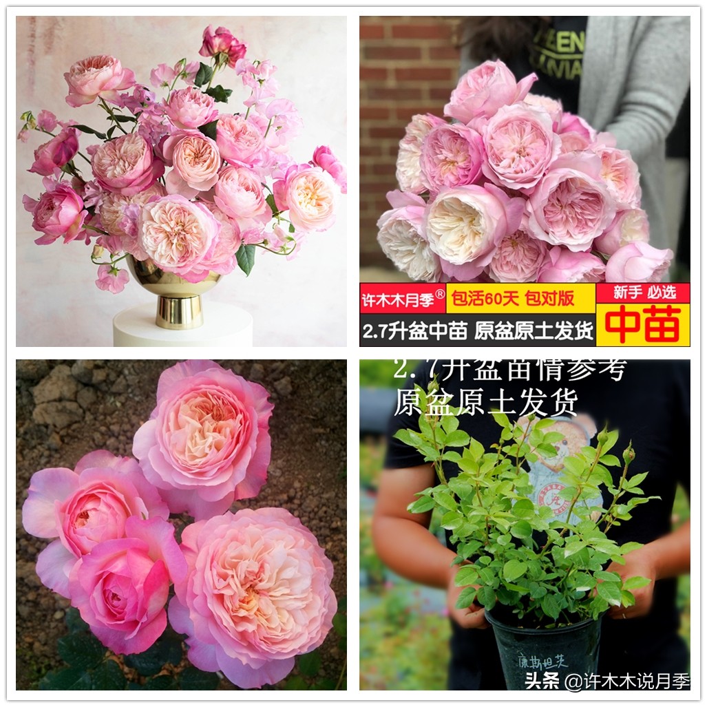 月季嫁接苗好还是扦插苗好,爬藤月季扦插苗好还是嫁接苗好