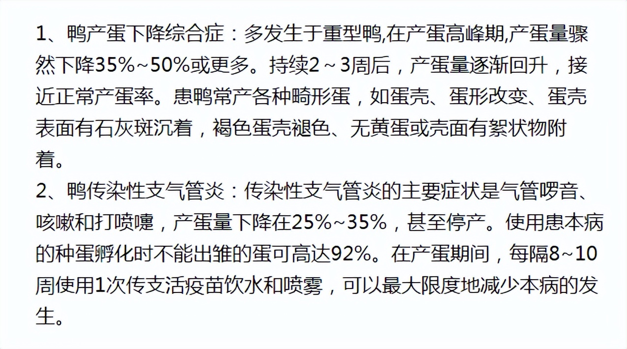 母鸭不下蛋是咋回事,第一年的鸭子不下蛋怎么回事