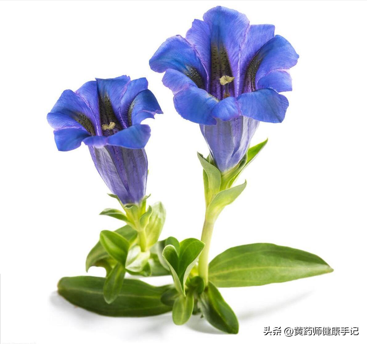 农村哪些野草可以消炎止痛,农村南方清热解毒野草