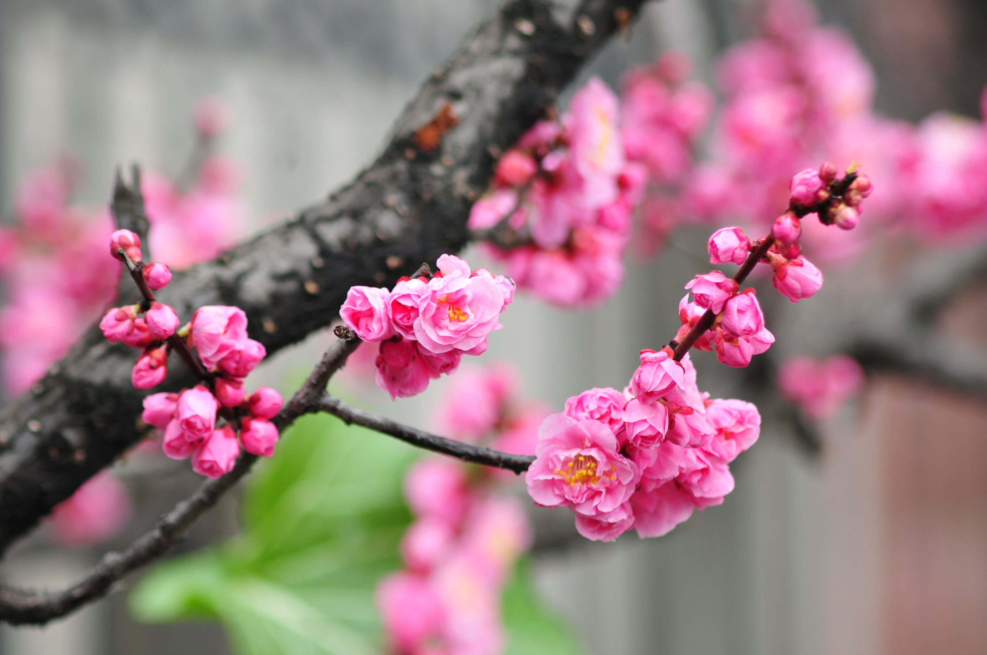好看又养生的花有哪些,既能吃又能观赏的花