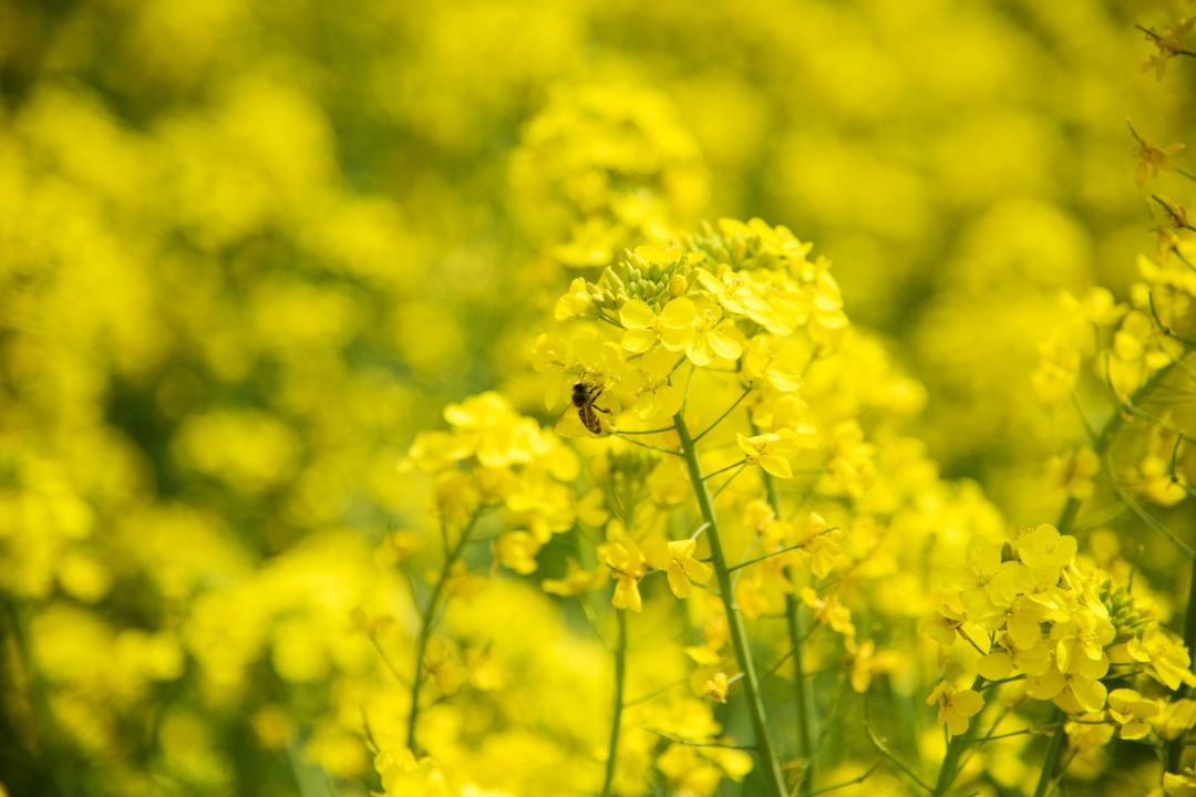 北京周边探秘京城最美油菜花海,北京油菜花必去的地方
