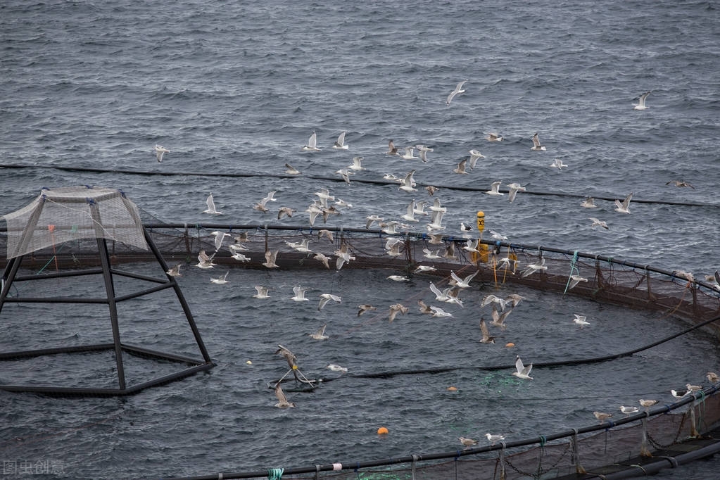 养殖池塘肥水技术,池塘养鱼技术视频教程全集