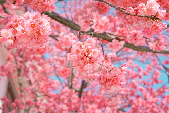 在温暖的春风里与樱花来场约会,赶在春天的末尾赴一场樱花之约