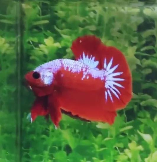 斗鱼身体弯曲是什么原因，怎么办