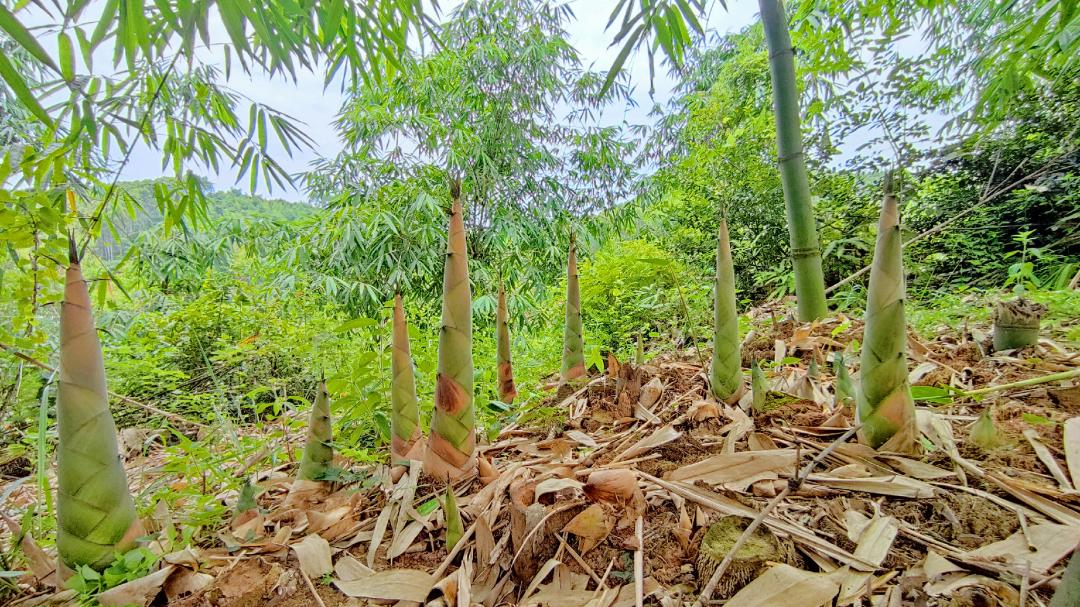 怀集麻竹笋,麻竹笋怀集