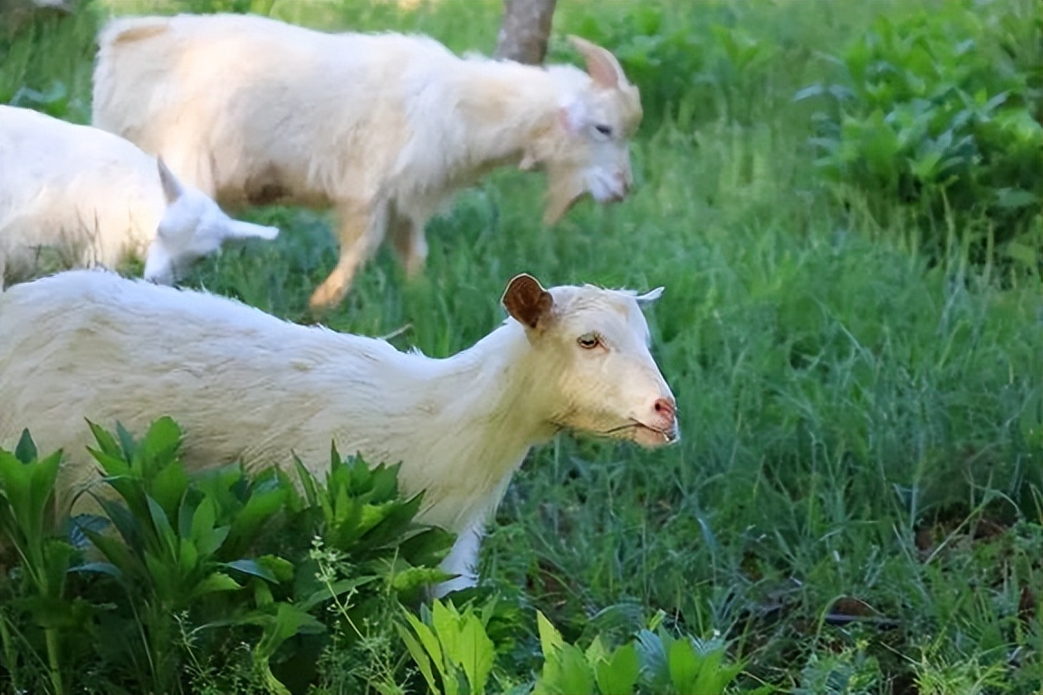 春季养羊需要谨防羊口疮病毒吗,春季养羊驱虫防疫尤为重要