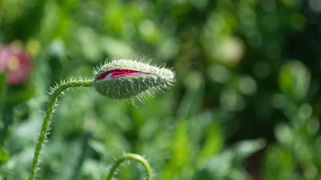 科幻发光的植物,科幻植物有哪些