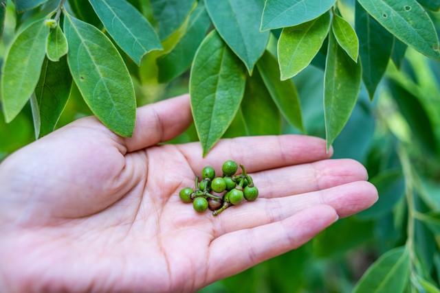 木姜子新鲜现摘,木姜子摘了怎么保存