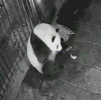 顺产中开十指是什么,顺产开十指指什么