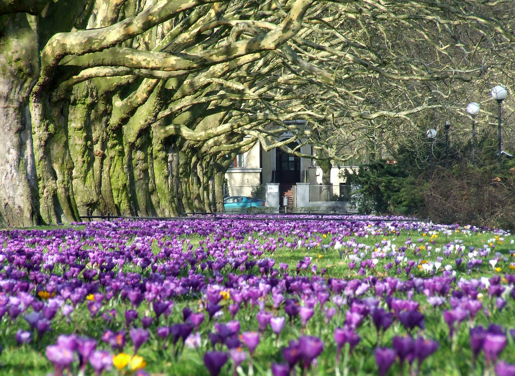 一只流浪的肥猫,波兰一流浪猫成5星旅游景点
