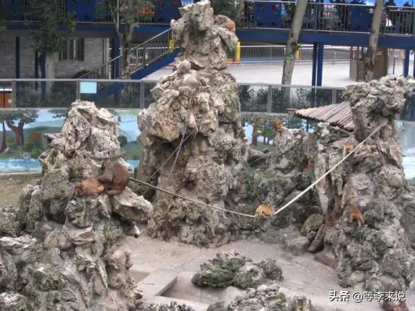 成都动物园里有啥,深圳野生动物园值得去吗