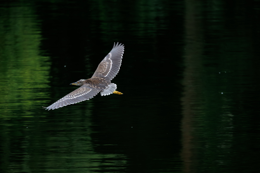 佳能eosr8打鸟,佳能eosr8拍视频变焦
