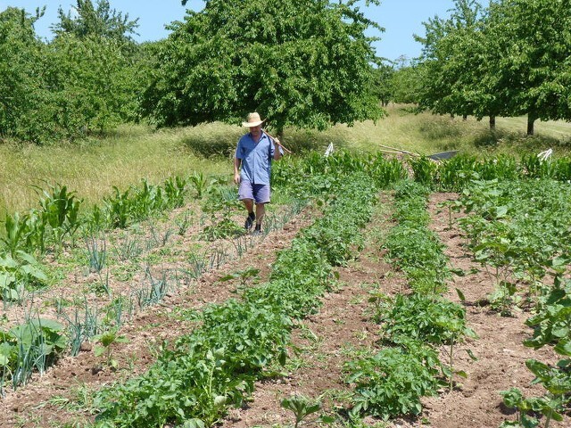 勤劳能致富后半句,勤劳就能致富的话