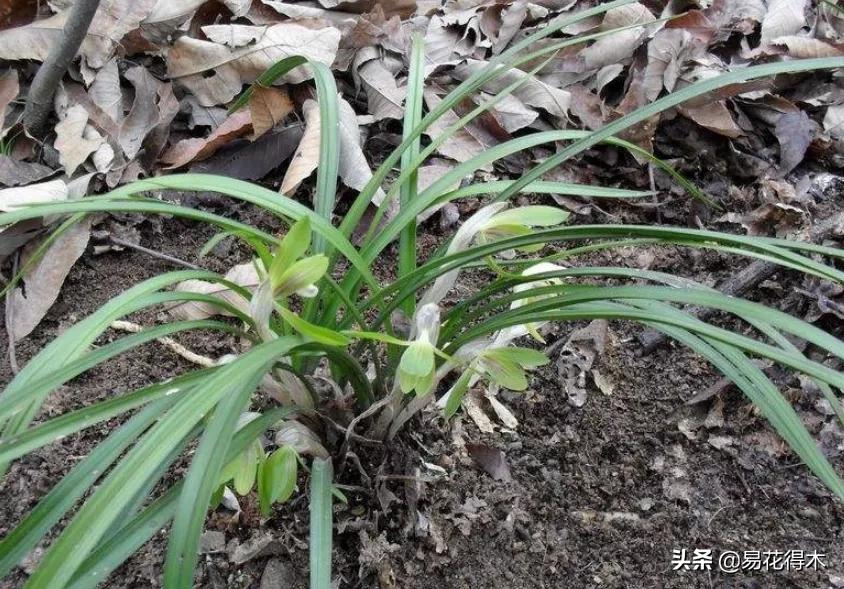 兰花上盆如何避免空根生长,兰花开始开花怎么养护好看