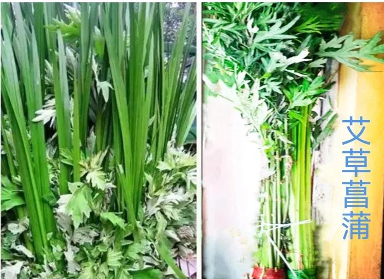 狡猾的动物,狡猾的动物生肖