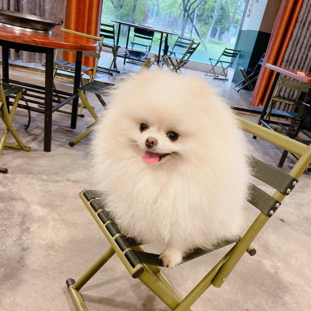 狗会旺主人的特征,一条狗有这几种表现说明智商很低