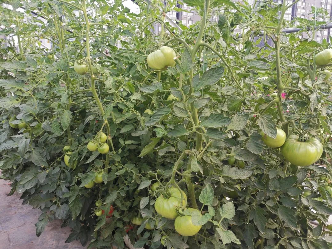 西红柿最近新消息,西红柿皮特别硬咋回事