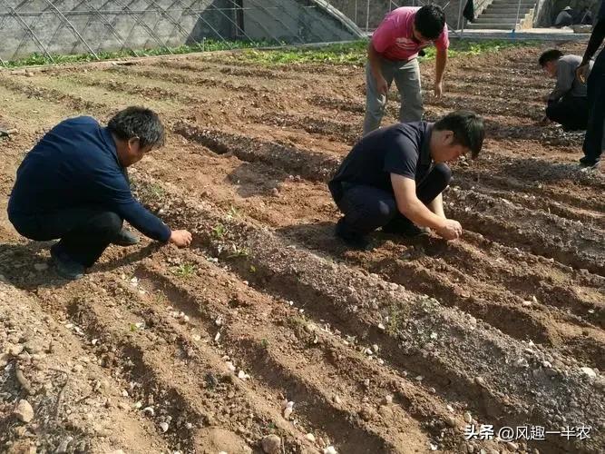 秋种大蒜气温多高最合适,一般农村地里的大蒜几月份播种