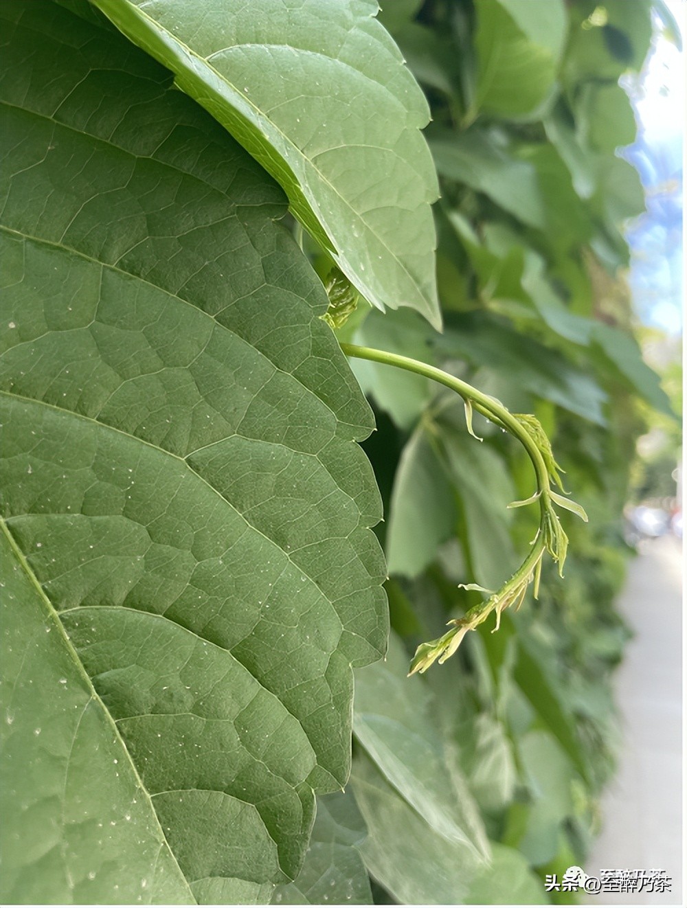 中招第六天，雪花天里说抗阳，听取咳声一片