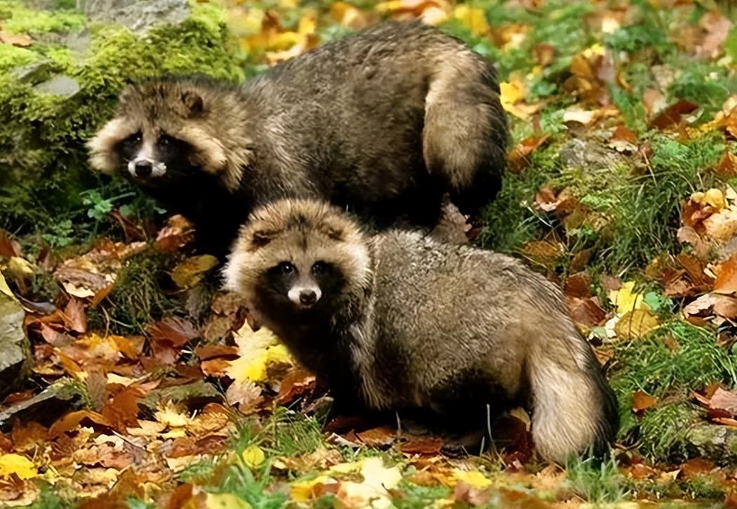 人体冬眠技术能实现吗,人类冬眠技术实现了吗