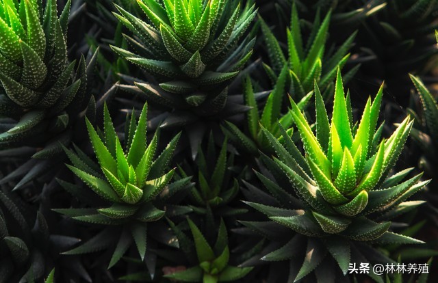 易存活且吸灰的绿植,能有效净化空气的绿植