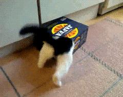 别人家的猫是液体还是固体,猫都是水做的