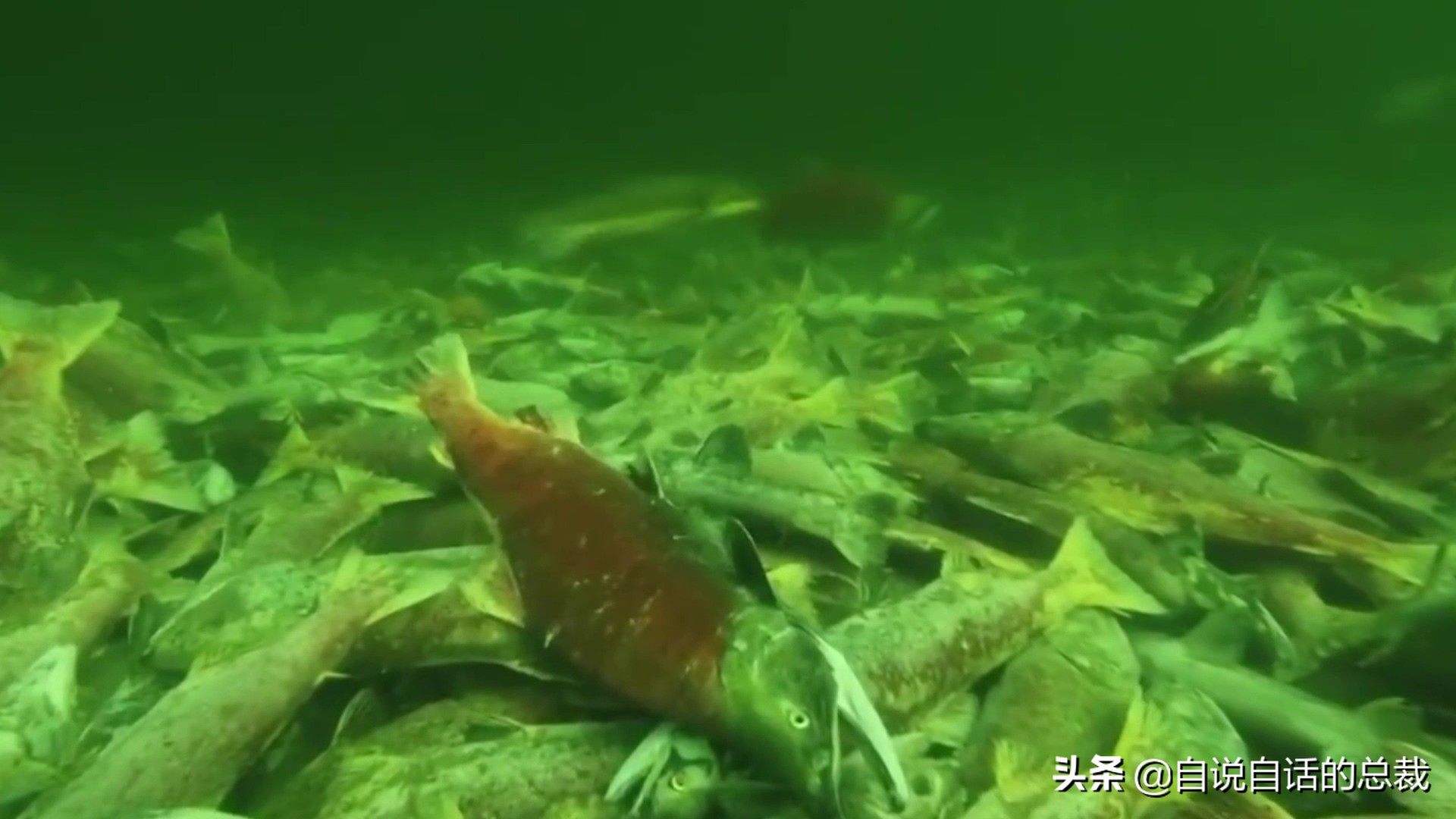 国内的假三文鱼是什么鱼,哪种才是真正的三文鱼