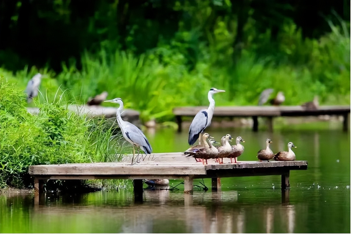 汉石桥自然湿地,汉石桥湿地重游