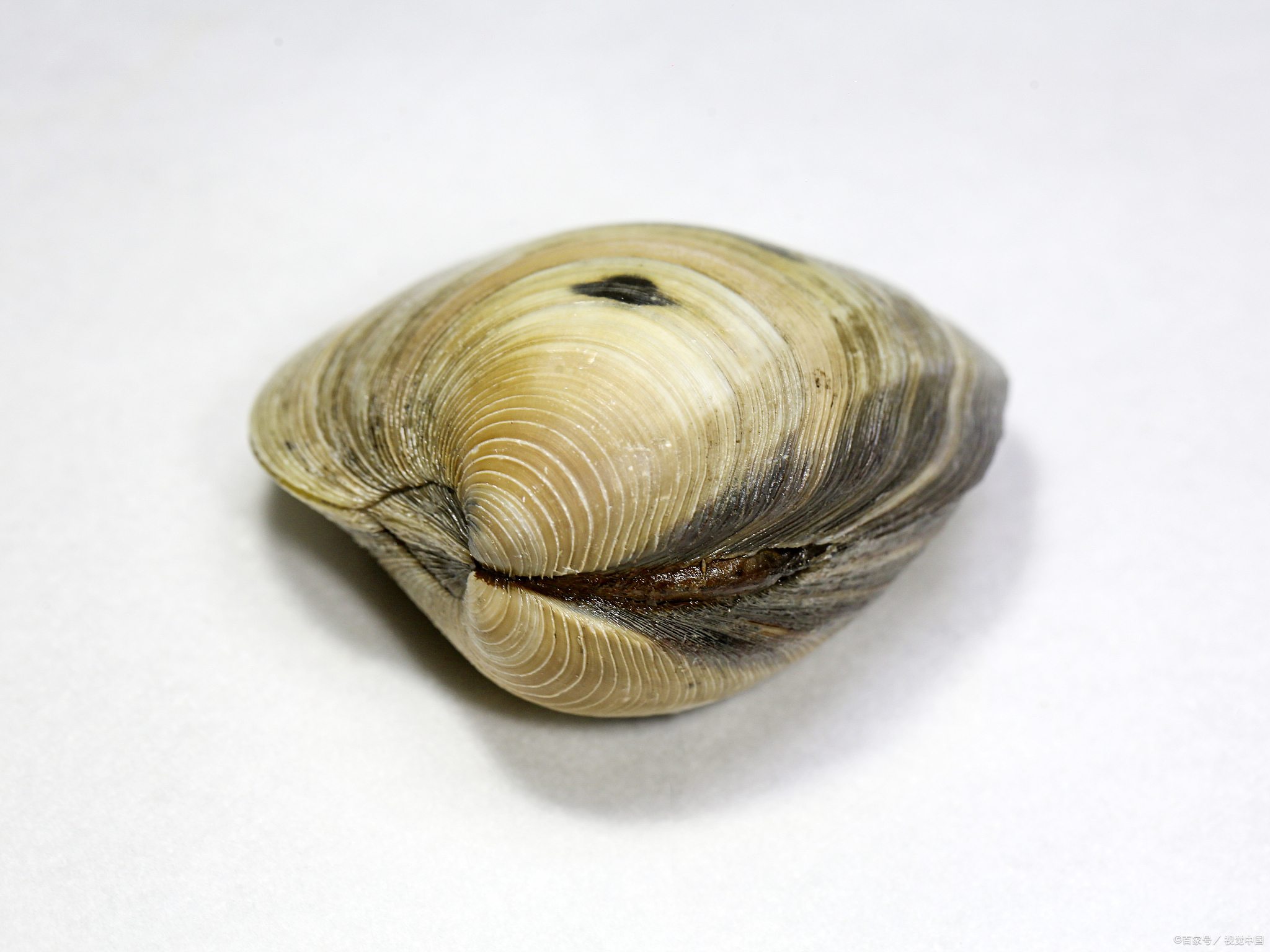 五种正在消失的河鲜,顶级河鲜有哪些