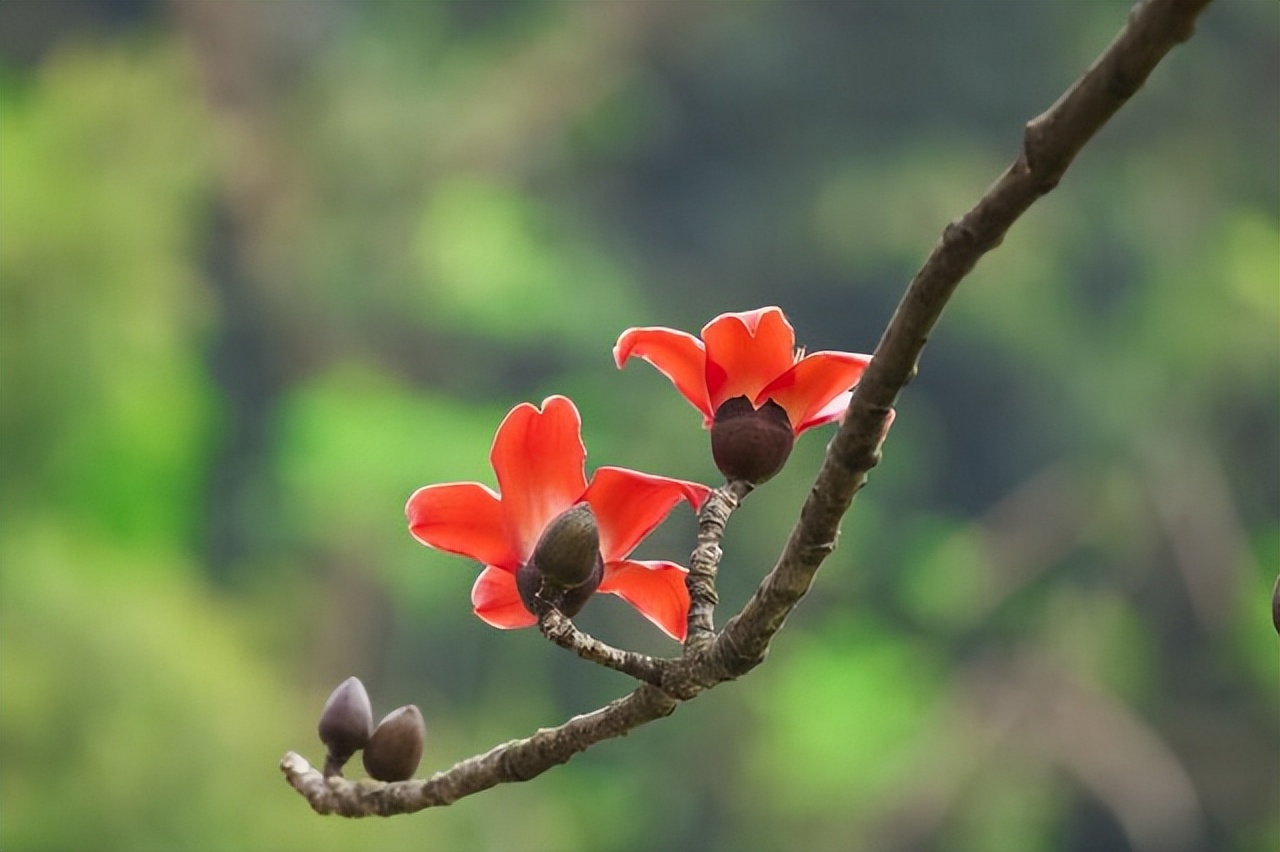 中国各地的市花一览表,中国城市的市花最多的是
