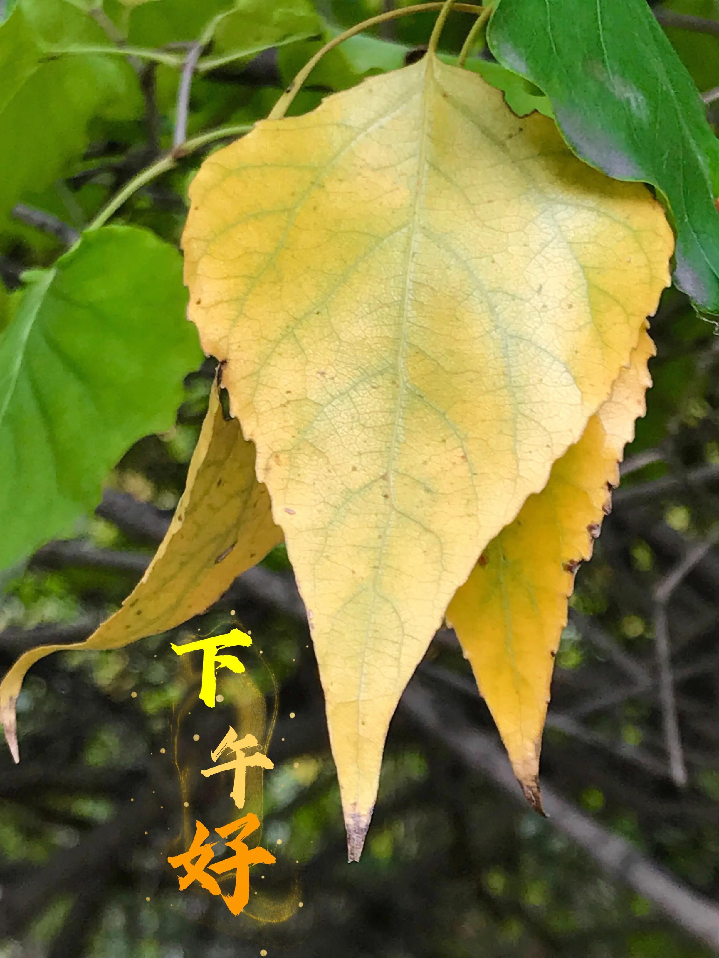 早安吉祥图案,早安吉祥动态美图
