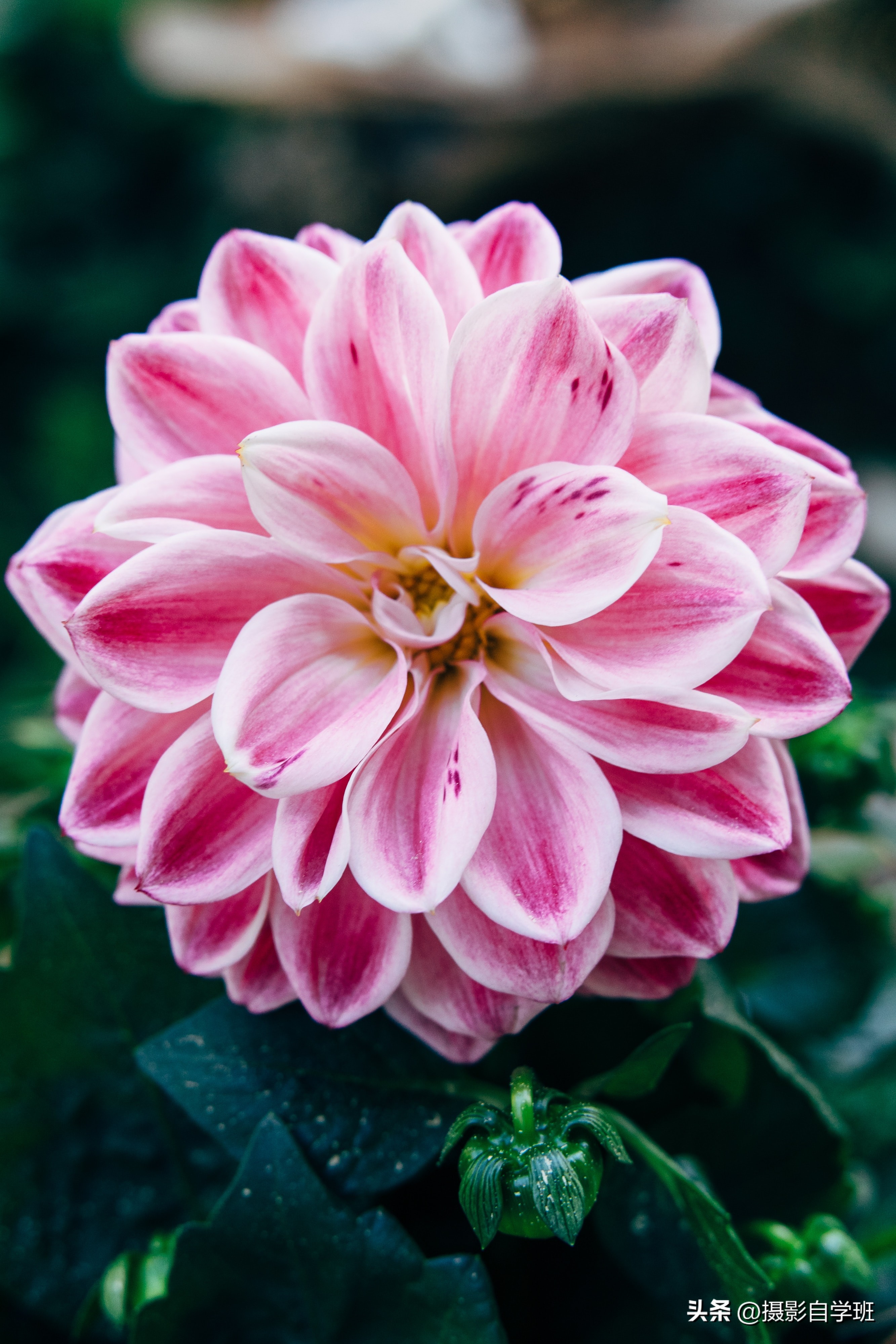 5个拍花朵的手机摄影技巧,手机拍摄花卉教你4个拍摄角度