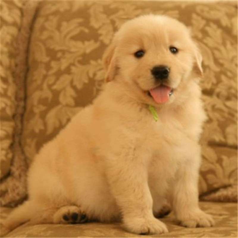 金毛价格多少钱一只,金毛价格一般多少