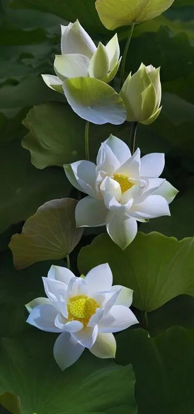 漂亮美丽的荷花壁纸,雨中荷花壁纸荣盛城