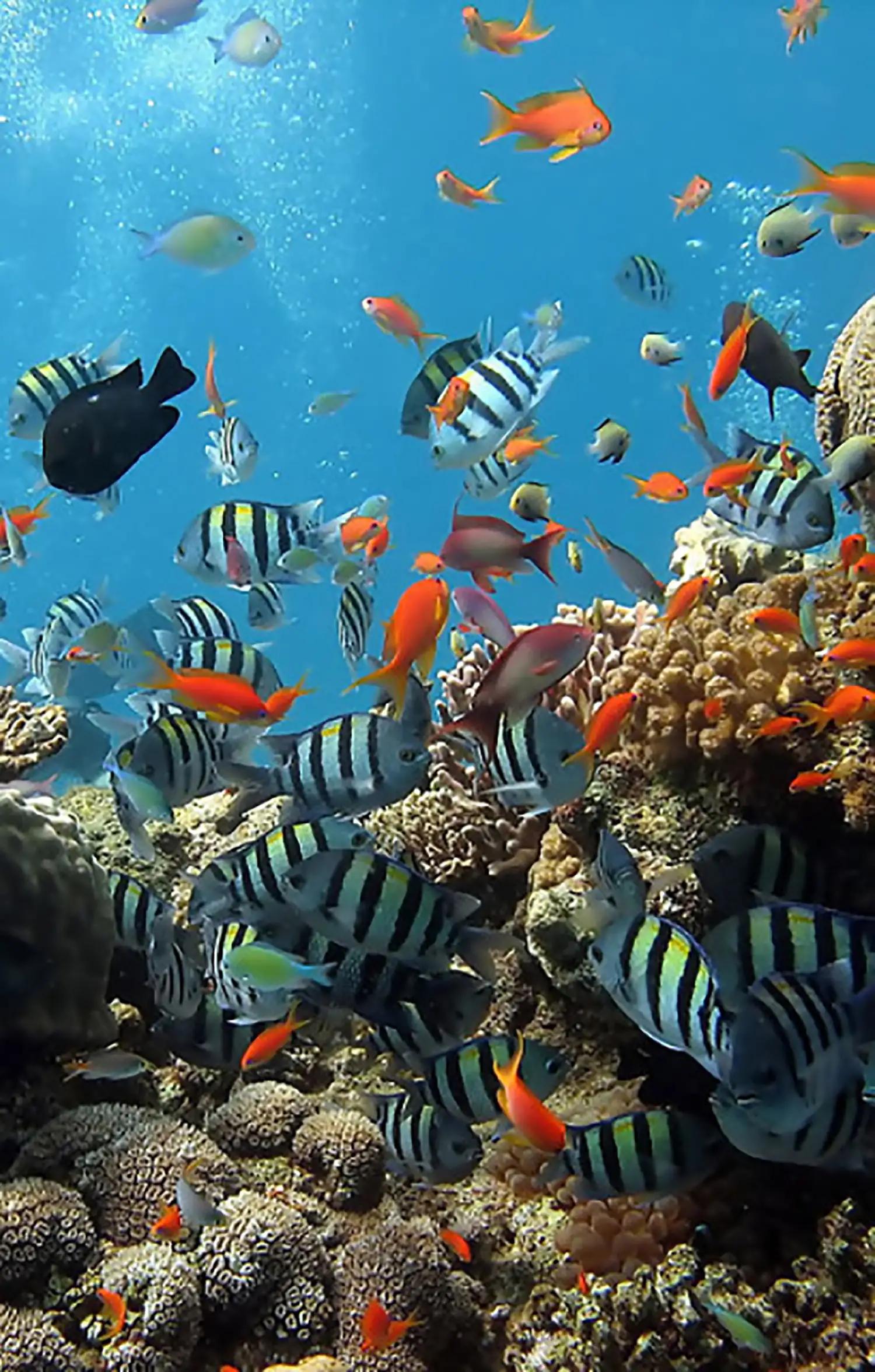 蓝色海景壁纸图片大全,海景壁纸4k超清全面屏