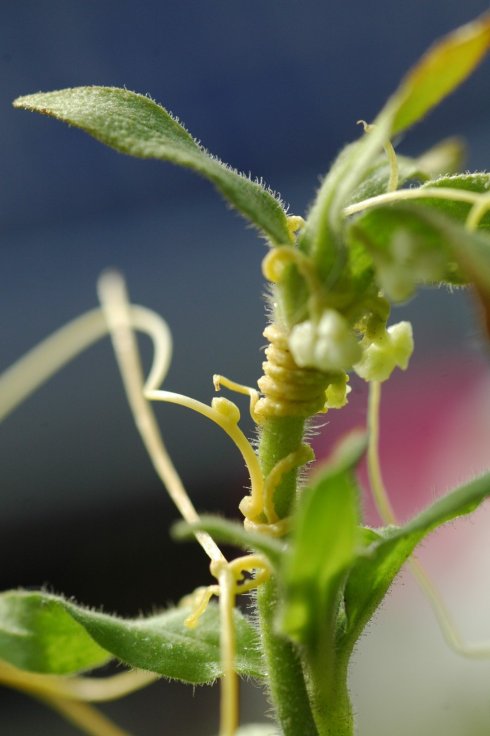 花园要打理得好先除杂草,春天草坪长杂草这样做除草更简单