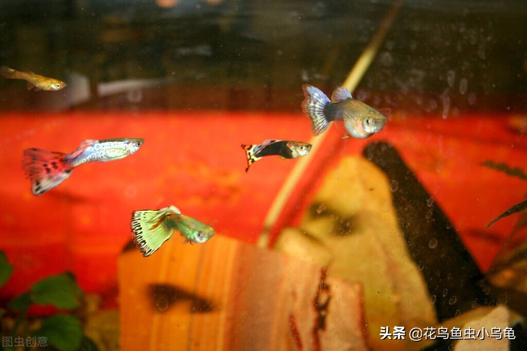孔雀鱼小苗怎么养长得快,孔雀鱼幼苗怎么养小技巧记得收藏